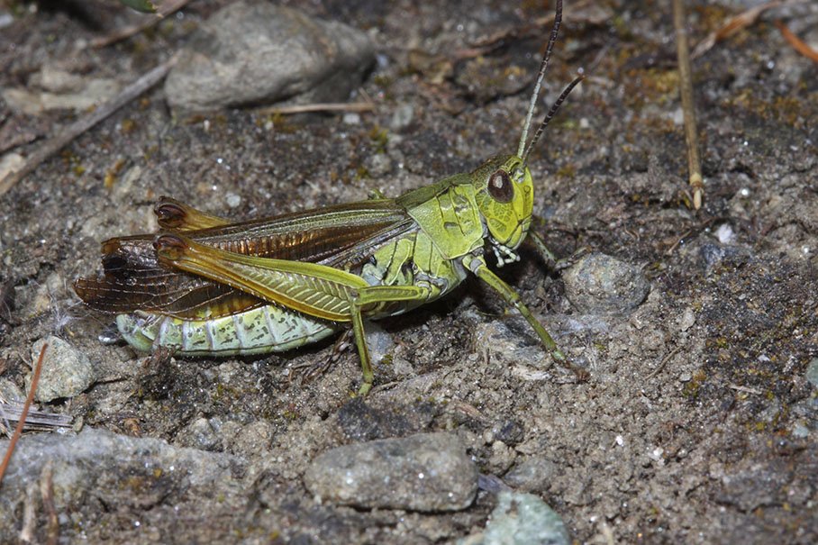 Chorthippus parallelus ?  No, Stauroderus scalaris, maschio